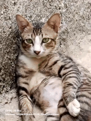 Morning scenes captured in Lhokseumawe: cat, restaurant, sky