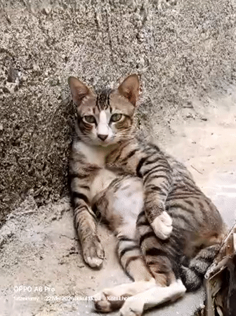 Morning scenes captured in Lhokseumawe: cat, restaurant, sky