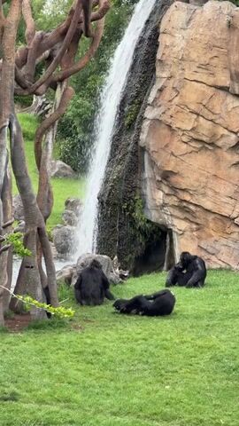 A video shows five gorillas, including one infant, on a grassy hill beside a waterfall and rock face. A gorilla on the left plays with the infant while another gorilla grooms a gorilla lying on its stomach to the right. Two other gorillas sit near the rock face on the far right.