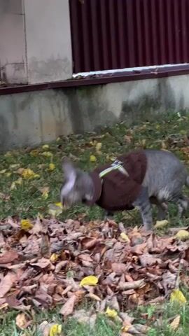 A grey tabby cat wearing a brown sweater walks through a pile of fallen leaves on grass. The cat sniffs the ground and looks around before walking away.