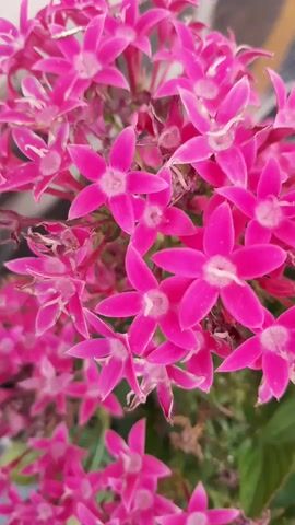 A close-up shot of bright pink flowers is captured. The petals are star-shaped and delicate, with a lighter pink or white center. Some of the flowers are fully bloomed, while others are still buds. The background is blurred, but appears to be green foliage and possibly a hint of a paved surface. The lighting is bright and natural, suggesting an outdoor setting during the day. There are no people or animals visible in the video. The focus is entirely on the intricate details of the floral arrangement.