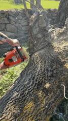 Tree felling operation captured in Benasque, Spain