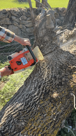 Tree felling operation captured in Benasque, Spain