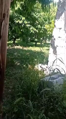 A short video clip shows an outdoor scene with green trees in the background. Tall grass and plants are in the foreground, with a wooden post on the left and a stone structure on the right. The lighting suggests it is daytime.