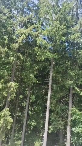The video shows a view of a forest with tall evergreen trees and a bright blue sky with white clouds. The camera pans to the right, revealing a road and several cars parked on the side. Further down the road, a few people are walking. The scene appears to be a scenic natural area, possibly a park or a hiking trail. The lighting suggests it is daytime, likely a sunny day.