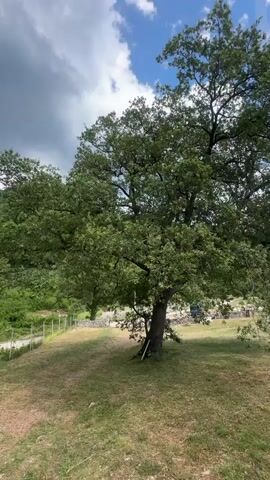 A video captures a time-lapse of a large, leafy tree in Čučuci, Montenegro. The tree, likely an oak, dominates the frame with its sprawling branches and dense green foliage. It stands on a gently sloping grassy area, with dry patches of grass suggesting a warm season. In the background, a subtle line of fence can be seen bordering a road or pathway, and beyond that, the landscape suggests rolling hills covered in green vegetation. The sky above is a vibrant blue, dotted with white, fluffy clouds that drift and change shape, indicating the passage of time. The sun casts shadows that shift throughout the recording, suggesting it is daytime, possibly late morning or afternoon. There is no visible text in the video. The overall mood is serene and natural, showcasing the beauty of a mature tree in a rural, sunny environment.