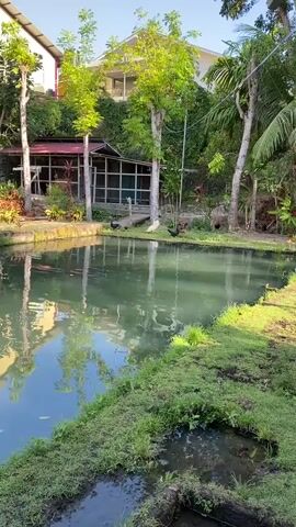 A tranquil pond reflects a sunny sky and lush greenery. Several chickens are visible near a coop in the background, some walking on the grass by the pond's edge. The water has ripples, suggesting a gentle breeze or movement beneath the surface.