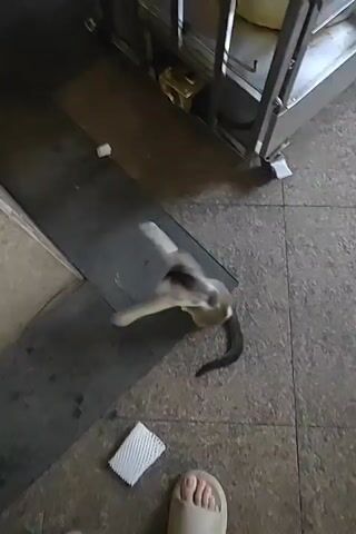 The video shows a close-up, top-down view of a small, grey and white kitten playing on a tiled floor. The kitten is the primary subject, actively engaged in batting at a white object, possibly a piece of packing foam, that is out of frame but its movement is visible. The kitten's body is a blur of motion as it pounces and swats.

In the foreground, the lower legs and feet of a person wearing light brown slide sandals are visible, indicating the camera's perspective. The person appears to be standing still, observing the kitten. Another piece of the white foam packaging lies on the floor near the person's feet.

The setting appears to be an indoor or covered outdoor area with a grey, speckled tiled floor. Behind the kitten, a dark mat or rug is positioned, and further back, a stainless-steel cart or counter is visible. A golden object, possibly a small box or container, is on the floor near the cart. White pieces of paper or packaging are scattered on the floor in the background. The lighting suggests it is daytime, though there are shadows, indicating a potentially covered or shaded area.

The activity is the kitten's playful interaction with an unseen object. The kitten's energetic movements convey a sense of playful excitement. The overall mood is casual and observational. No text is visible in the video. The location context of Nanhai District, China, provides a geographical setting for the scene.