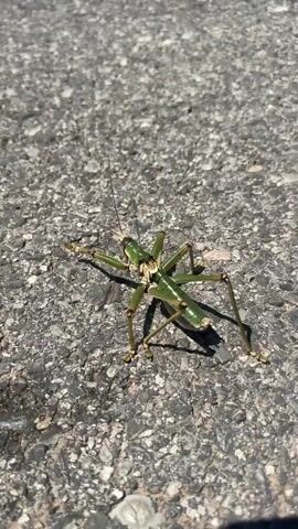 A green grasshopper is shown on a gray asphalt surface. The grasshopper is facing forward and is slightly angled to the right. Its antennae are extended forward. The grasshopper's legs are visible, with its hind legs appearing to be in a position to jump. Sunlight is casting a shadow of the grasshopper onto the asphalt. The surface of the asphalt is rough and textured.