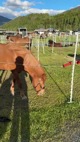 The video shows a horse paddock or temporary stable area. The foreground features several brown and black horses grazing in individual grassy enclosures marked with white posts and thin fencing. The camera pans to show a gravel path running through the center of the field, and beyond that, more enclosures with horses. Scattered around the enclosure areas are personal belongings like bags and buckets. In the background, there is a line of trailers and small buildings, possibly for stabling and support. A lush green hillside covered in tall trees rises in the distance, and a partly cloudy blue sky is visible above. The overall impression is one of an organized, temporary horse camp or competition venue, with a calm and peaceful atmosphere.