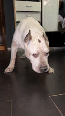 Dog observed indoors in Krasnoyarsk home