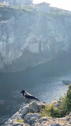 The video shows a hooded crow perched on a rocky cliff, with a body of water in the background. The crow is standing on the edge of the cliff, looking towards the water. It has a stick or piece of grass in its beak. The water is dark and calm, reflecting the sunlight. The cliffs are tall and rocky, with some vegetation growing on them. In the distance, there is a small building on top of the cliffs. The weather appears to be sunny and bright. The overall scene is peaceful and natural.
