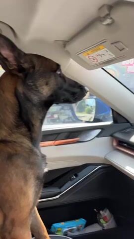 The video shows a close-up, profile view of a brown and black Belgian Malinois dog sitting in the passenger seat of a car. The dog is looking out the open window to the right. The interior of the car is visible, including the dashboard, door panel with a chrome accent, and the sun visor. Outside the window, there is a blurry view of a street scene with buildings and a person walking. The dog's ears are perked up.