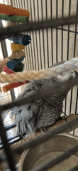 African Grey parrot observed playing with rope toy in cage