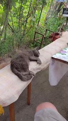 A gray cat is sleeping on a bench covered with a patterned cloth. A table with a floral tablecloth is partially visible to the right. The environment appears to be outdoors with greenery and a fence in the background. A person's leg is visible in the foreground.