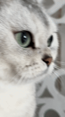Cats documented in building interior in Zhlobin, Belarus