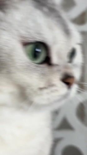 Cats documented in building interior in Zhlobin, Belarus