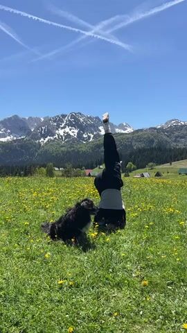 A person is doing a handstand in a field of dandelions on a sunny day. They are wearing black pants, a gray shirt, and one white sock with a brown shoe. Their other foot is bare. To the left of them, a black dog is lying down. In the background are snow-capped mountains, trees, and several small buildings. The sky is blue with contrails forming an "X".