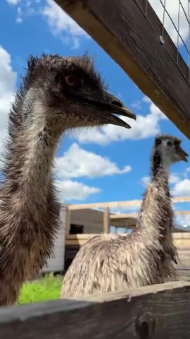 The video shows two emus in an outdoor enclosure under a bright blue sky with white clouds. The emu in the foreground is seen in a close-up, with its dark brown and grey feathers, large eye, and open beak prominent. It turns its head towards the camera, looking directly at it. Another emu, similar in appearance, stands further back in the enclosure. Wooden fences and wire mesh form the enclosure, with some buildings visible in the distant background. The weather is sunny, indicating daytime. A person can be heard speaking, making comments like "Вон кошечки, где-то там" and a "Ку-ку" sound, suggesting interaction with the animals. The scene takes place in Gay-Kodzor, Russia.