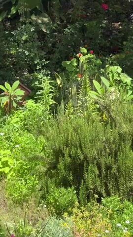 This media file captures a lush, sun-drenched garden scene, likely in Fañabé, Spain, given the context. The primary subjects are the diverse flora, with a dense arrangement of green plants filling the frame. Prominent among them is a thick, bushy rosemary plant in the foreground, its needle-like leaves creating a textured surface. Behind it, various other plants, including some with broader leaves and others with delicate foliage, create layers of greenery.

Scattered throughout the garden are small, colorful flowers. Bright red and orange blossoms are visible, adding pops of color against the verdant backdrop. One cluster of red flowers with green leaves stands out, and a single pink rose is subtly present further back. The sunlight filters through the leaves, creating dappled patterns and highlighting the vibrant green hues, suggesting a sunny day, likely late morning or early afternoon.

A large, dried palm frond hangs from the top of the frame, casting a partial shadow over the upper portion of the garden and hinting at the tropical or subtropical climate of the location. The overall impression is one of natural abundance and tranquility, a peaceful corner of a garden basking in the warmth of the sun. There are no people or animals visible, nor any discernible objects beyond the plants and the palm frond. The scene is static, with no apparent activity other than the gentle sway of leaves, if any. No text is visible in the media file.