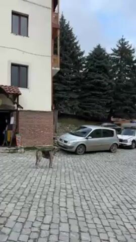 The video shows a cobblestone street in what appears to be a European town. A dog stands in the foreground. Cars are parked along the side of the street. A man drives a motorcycle with a sidecar down the street towards the camera. Two people are in the sidecar. Evergreen trees are visible in the background. Buildings with light-colored facades line the street. The sky is overcast.