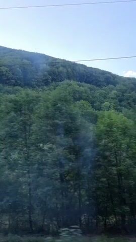 The video shows a view of a tree-covered hillside from a moving vehicle. The trees are lush and green, suggesting a temperate climate. The sky is a clear blue with a few wispy clouds. There are power lines visible running horizontally across the frame. In the foreground, there are more trees, some appearing closer to the vehicle and slightly blurred due to motion. A light-colored car is visible parked or driving on a road in the distance, partially obscured by trees.