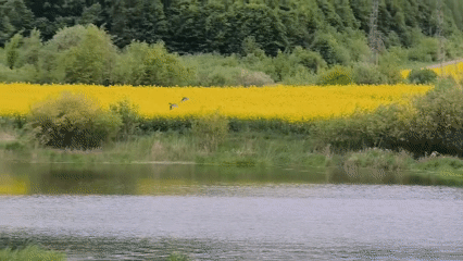 Spring pond life documented amid blooming rapeseed fields in Ukraine