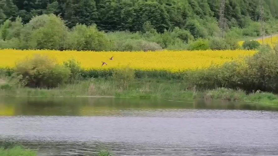Spring pond life documented amid blooming rapeseed fields in Ukraine
