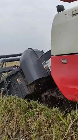 Certainly! Here's a concise description of the video:

The video shows a Kubota DC-70 PLUS combine harvester operating in a field of tall, dry grass. The machine is red, white, and black. The combine is moving through the field, processing the crop.  The sky overhead appears overcast.