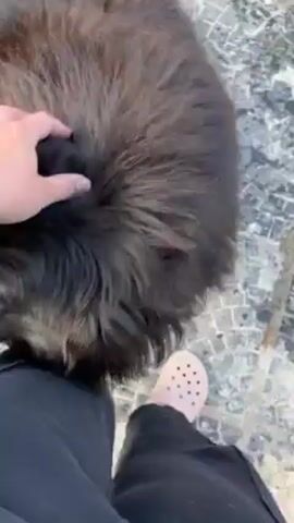 A close-up shot from above shows a person petting a black dog. The person is sitting, wearing black pants and pale pink Crocs. The dog is leaning against the person's leg and being petted. The dog has dark, long fur and a small white marking on its snout. The ground is paved with a grey mosaic pattern. The camera focuses on the dog's face as it looks up. Loud traffic noise is audible.