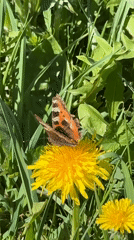 Tortoiseshell butterfly feeds on dandelions in Russian meadow