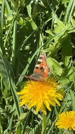 Tortoiseshell butterfly feeds on dandelions in Russian meadow