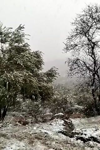 The video shows a snowy landscape with a road running through it. The trees and bushes are covered in snow, and snow is falling. The road is wet and slightly covered in snow. The sky is overcast and gray. There are no people visible in the video. The camera pans up slightly, revealing more of the snowy hill and sky.
