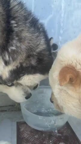 Two dogs are drinking water from a clear plastic basin. On the left, a husky with black and white fur and blue eyes drinks from the basin. On the right, a fluffy, light-colored dog drinks from the basin. Water is flowing into the basin from an unseen source above and to the right. The dogs are in an outdoor or semi-outdoor setting with a blue wall in the background and a patterned surface on the ground.
