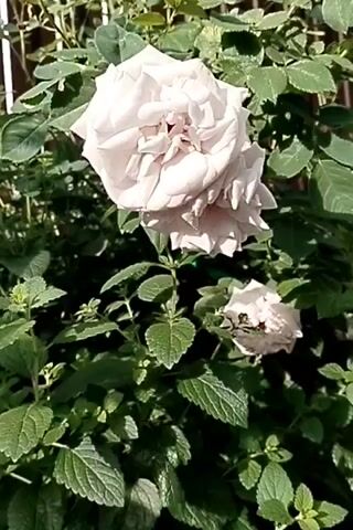 A close-up shot focuses on two light-colored roses, one larger and more prominent than the other, set against a backdrop of green leaves and a wooden fence. The larger rose, with its many ruffled petals, is positioned slightly off-center to the left. The smaller rose, to the right and slightly lower, is partially obscured by foliage. The lighting suggests it is daytime, with sunlight illuminating the scene.