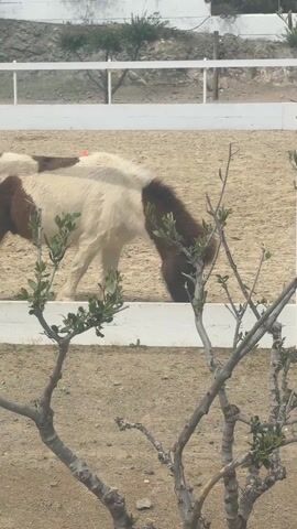 The video shows a horse paddock or riding arena with multiple horses grazing in a sandy area enclosed by white fencing. In the first shot, a small, brown-and-white horse is grazing near the camera, partly obscured by a small tree. The camera then pans to the right, revealing a person in a pink robe or blanket standing near a white shade structure, and another horse grazing in the distance. Continuing its pan, the camera shows a corner of the arena with white fencing and a small shed-like building with white horizontal siding in the background. The camera then pans again, showing a white horse grazing outside the arena, with rocks and sparse vegetation on the ground. Power lines and a distant hillside are visible in the background. The overall environment appears to be a rural or semi-rural setting, possibly a horse ranch or stable.