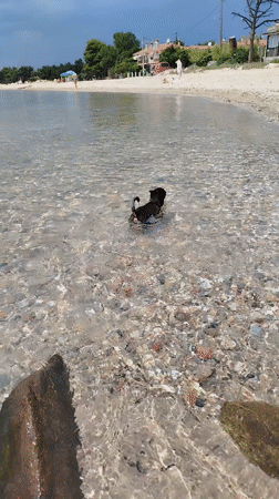 Beachgoers and dog enjoy calm waters at Greek pebble beach