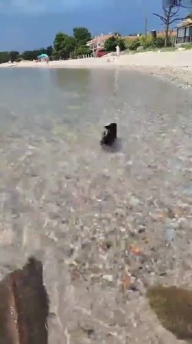 Beachgoers and dog enjoy calm waters at Greek pebble beach