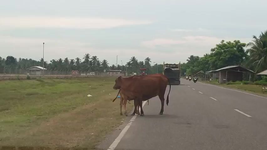 A brown cow and a calf stand on the shoulder of a two-lane asphalt road. The larger cow is positioned partially in the road, its head turned to the left, while the calf stands close to its side. To the right of the road, there are a few small structures and palm trees. Further down the road, several motorcycles and a white van are visible, with a large truck partially obscured behind the cows. The road is bordered by a grassy area on the left, with a fence and some buildings in the distance. The sky is overcast.