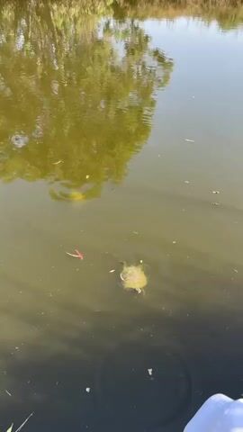 The video shows an overhead view of a turtle swimming in murky green water. The turtle is light brown and yellow with visible legs and a tail. Its head is turned towards the left side of the frame. A red leaf floats in the water to the left of the turtle, and several small white specks, possibly debris or insects, are scattered on the surface. The reflection of green foliage from trees is visible on the water's surface. The bottom right corner of the frame shows a small portion of a white object, possibly the edge of a person's clothing or a boat. The water appears calm with slight ripples.
