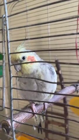 A cockatiel is perched on a branch inside a cage. The bird has yellow and grey feathers and red cheeks. It is looking at the camera and appears to be chirping. The cage has metal bars and there is a yellow object in the background.