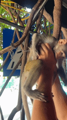 Macaque monkey handled and fed on the streets of Nha Trang