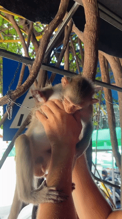 Macaque monkey handled and fed on the streets of Nha Trang