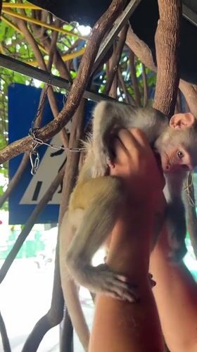 Macaque monkey handled and fed on the streets of Nha Trang