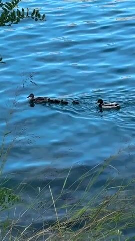 A family of ducks swims across the bright blue water. The adult male duck is in front, followed by the adult female duck, who is swimming beside a line of ducklings. The water is calm and reflects the blue sky. The foreground of the video is blurred with green leaves and grass.