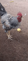 Chickens forage in yard in Vallecito, Venezuela
