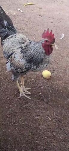 Chickens forage in yard in Vallecito, Venezuela