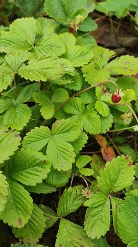 The video is a close-up, top-down view of a patch of wild strawberry plants. The leaves are bright green and have serrated edges. Many of the leaves show small, reddish-brown spots, indicating potential disease or damage. A few tiny, unripe strawberries, a vibrant red, are visible nestled amongst the leaves. The plants are growing in dark soil, with some dry leaves and other debris present in the background. The lighting is natural and appears to be overcast or shaded, casting a soft, even light on the foliage. The camera slowly pans and zooms slightly over the plants, highlighting their texture and the details of the spots on the leaves. There are no people or animals present.