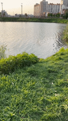 Evening dog walking and lake play at Saint Petersburg park