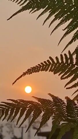 A still shot of a sunset viewed through ferns. The sun is a bright orange orb low on the horizon, with a soft orange glow in the sky. The ferns are dark green and in focus, framing the sun. The background is blurred, with hints of trees and possibly a power line.